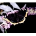 Camberwell Beauty antiopa pupae 