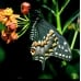 American Black Swallowtail polyxenes asterias 15 eggs or 10 Larvae according to availability.