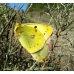 New Clouded Yellow Colias australis 15 eggs or 10 Larvae according to availability.