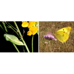 New Clouded Yellow Colias australis 5 pupae