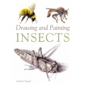 Drawing and Painting Insects