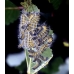 Buff Tip Moth bucephala 15 eggs