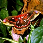 Robin Moth cecropia TEMPORARY SPECIAL OFFER 30 eggs for the price of 15!