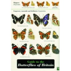 Butterflies of Britain, Richard Lewington