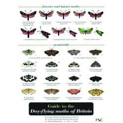 Day-flying Moths, a laminated fold-out chart - Richard Lewington