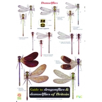 Dragonflies & Damselflies of Britain, a laminated fold-out chart