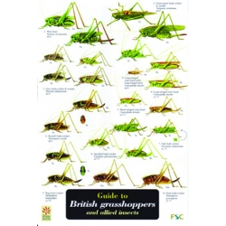 British Grasshoppers & Allied Insects, a laminated fold-out chart
