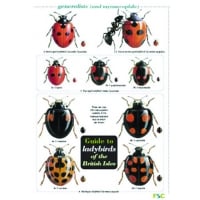 Guide to Ladybirds of the British Isles, a laminated fold-out chart