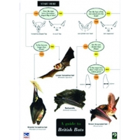 Guide to British Bats, a laminated fold-out chart