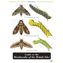 Hawkmoths of the British Isles, a laminated fold-out chart
