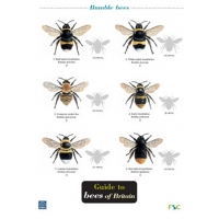 Guide to Bees of Britain, a laminated fold-out chart