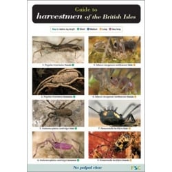 Harvestmen of the British Isles, a laminated fold-out chart