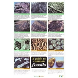 Common Fossils, a 12 page laminated fold-out chart.