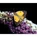 Clouded Yellow Crocea 5 pupae SPECIAL PRICE!