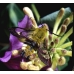 Broad-bordered Bee Hawk Hemaris fuciformis FOUR male pupae  SPECIAL PRICE