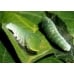Tiger Swallowtail glaucus pupae 