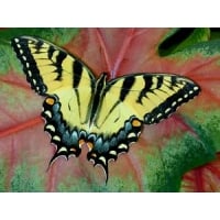 Tiger Swallowtail glaucus pupae SPECIAL JUBILEE PRICES!
