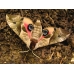 Eyed Hawk Smerinthus ocellata pupae