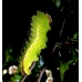 Chinese Oak Silkmoth pernyi 10 larvae 