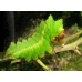 Chinese Oak Silkmoth pernyi 10 larvae 