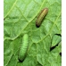 Small Copper Lycaena phlaeas 10 larvae