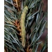 Pine Hawk H pinastri 4 pupae  (different sexes not guaranteed)