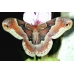 Cherry Moth promethea cocoons 