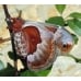 Cherry Moth promethea cocoons 