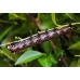 Brahmaea tancrei  Asian Owl Moth 10 larvae