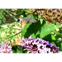 Hummingbird Hawk Macroglossum stellatarum 5 pupae