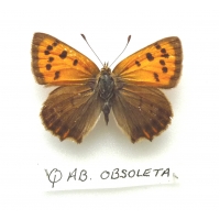C081 L. phlaeas Small Copper ab obsoleta