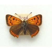 C082 L. phlaeas Small Copper