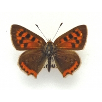 C083 L. phlaeas Small Copper